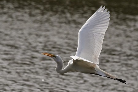 Dung-IMG_9295-new-CoTrangBay-900