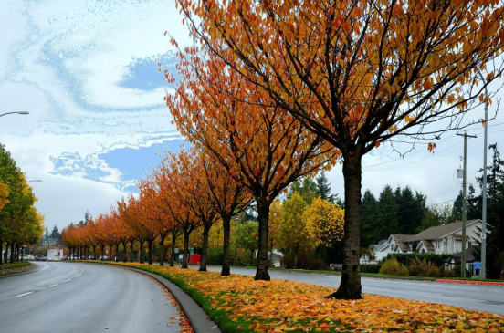 Do Tung - Mua thu Victoria