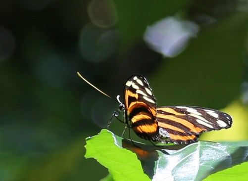 vandungsilk butterflies 1