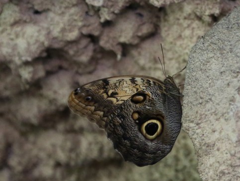 vandungsilk butterflies 1e