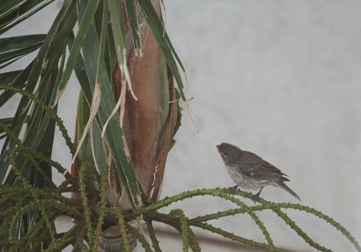 Dung - Hawaii phong canh3