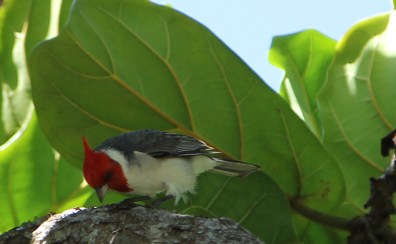Dung - Hawaii phong canh4