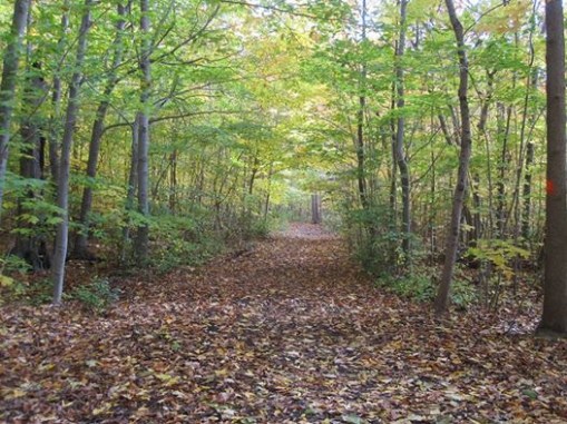 Trong - mua thu Toronto1a