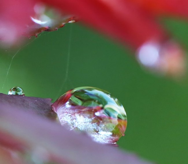 Dung-9W8A0651-giotNuoc-con-bri-830