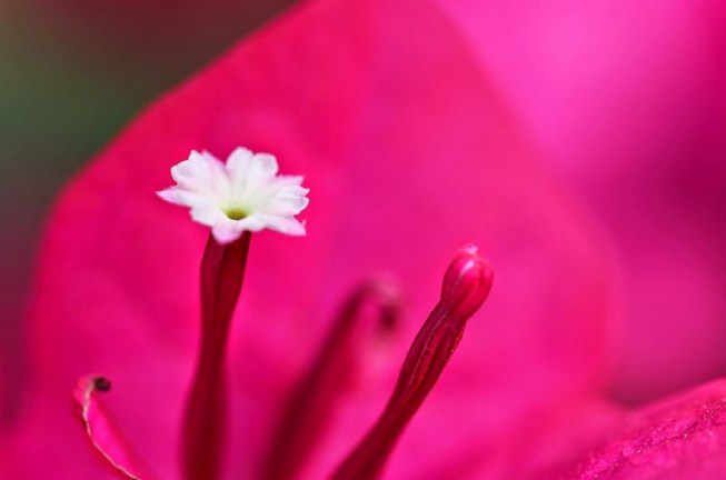 Dung-9W8A1441-hoaGiay-con-bri-1080