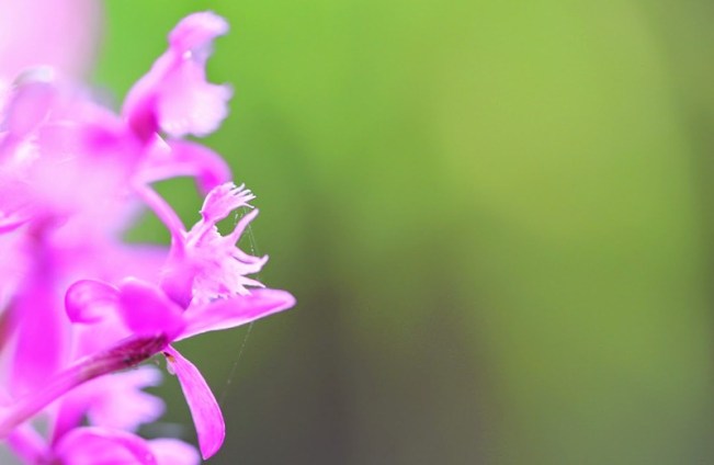 Dung-9W8A1460-hoa03-con-bri-1080