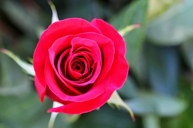 Dung - 9W8A3839-hoaHong-con-bri-1080