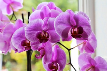 Dung -9W8A3871-LAN-con-bri-1080