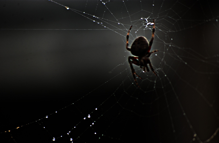 spider1+5_b
