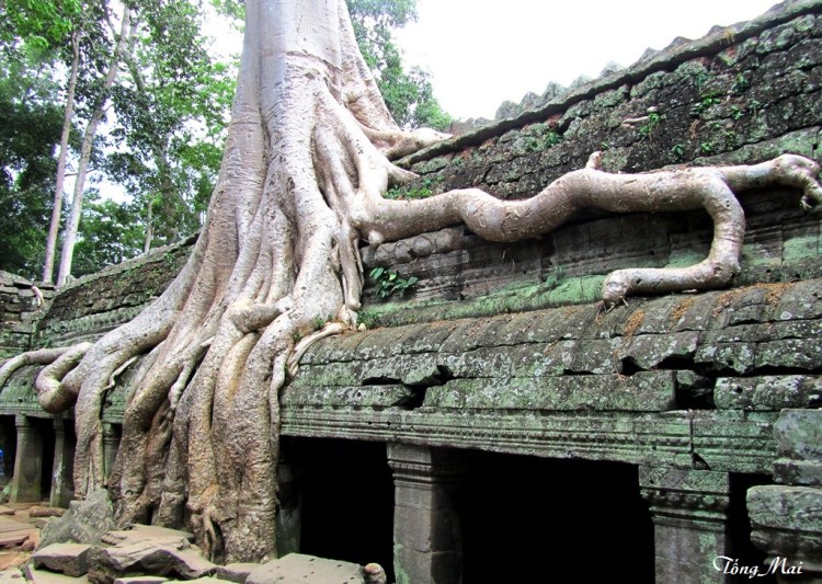 Ta Phrom - Photo: TốngMai